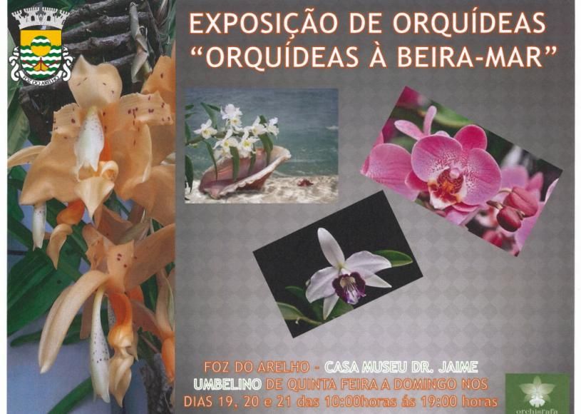 EXPOSI&Ccedil;&Atilde;O DE ORQU&Iacute;DEAS