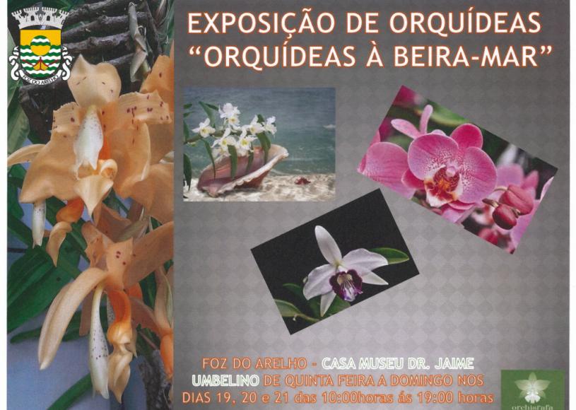 EXPOSI&Ccedil;&Atilde;O DE ORQU&Iacute;DEAS